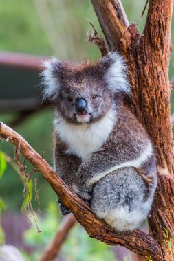 Avustralya. En eğlenceli dünyada bir koala hayvandır. Aktif ve ekolojik turizm kavramı
