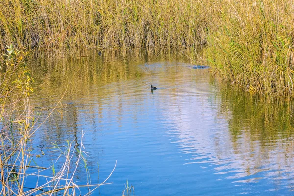 Dichte Kreupelhout Van Gras Hula Nature Reserve Israël December Lake — Stockfoto