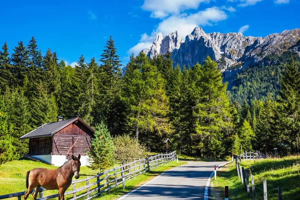 Aktív Öko Turizmus Fogalmának Zöld Alpesi Rétek Dolomitok Zöld Domboldalon — Stock Fotó