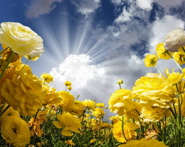 Warm Day May Magnificent Large Yellow Garden Buttercups Ranunculus Bloom — Stock Photo, Image