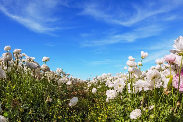 Malownicze Pole Jaskry Pięknego Kwitnienia Białe Różowe Błękitne Niebo Pływające — Zdjęcie stockowe