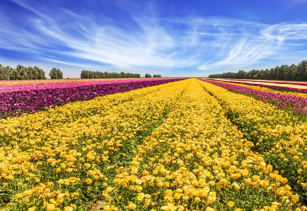 春天花园毛茛的巨大田野 长条纹的黄色 红色和紫色的花朵 云朵在蓝天下飞翔 乡村与生态旅游概念 — 图库照片