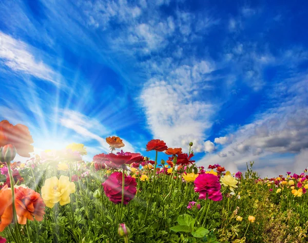 Flores Multicolores Tallos Altos Agitan Viento Primavera Fácil Cielo Azul —  Fotos de Stock