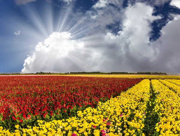 红色和黄色的花朵毛茛在集体农场里绽放 柔和的太阳正冲破积云 积极生态旅游理念 — 图库照片