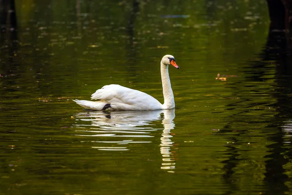 イタリア北部の静かな美しい湖 Lago Fusine の素敵な休日 春高水 孤独な白い白鳥が泳ぐし 絵湖の滑らかな穏やかな水に反映 — ストック写真