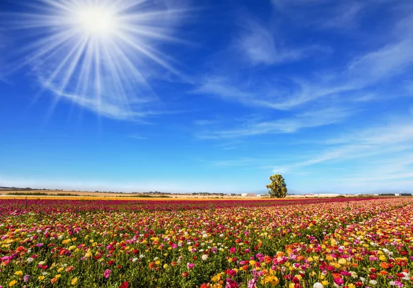 灿烂的阳光温暖着美妙的花朵 风景如画的田野开花多彩的毛茛 积极生态旅游理念 — 图库照片