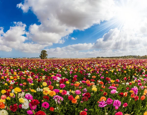 Enorme Campo Flores Brillantes Jardín Buttercups Ranunculus Primavera Israel Las — Foto de Stock