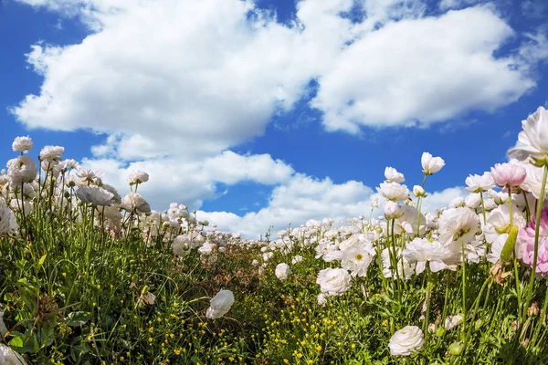 Pittoresco Campo Belle Fioriture Bianco Rosa Ranuncoli Nel Cielo Blu — Foto Stock