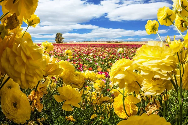 Prachtig Gebied Van Bloeiende Kleurrijke Boterbloemen Weelderige Wolken Vliegen Velden — Stockfoto