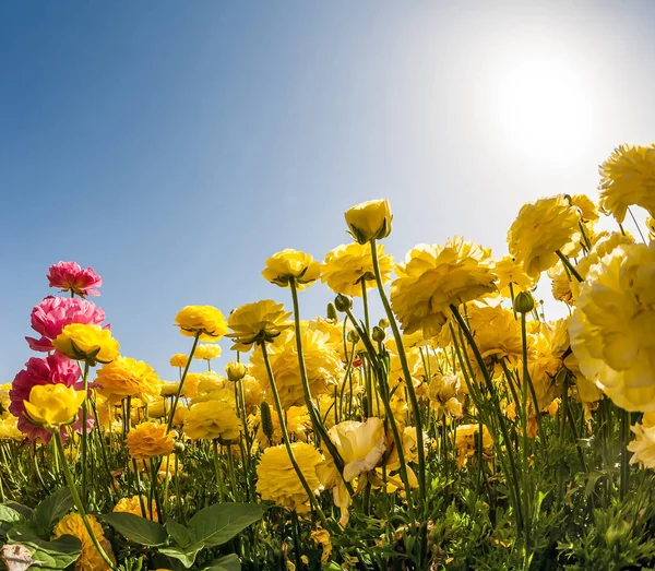Magiczny Kraj Słońca Nieba Kwiaty Południowe Słońce Oświetla Pola Jaskry — Zdjęcie stockowe