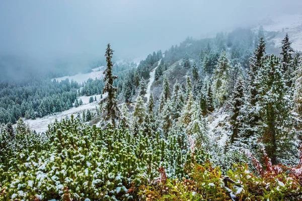 Alp Pass Giau Dağ Yamacındaki Iğne Yapraklı Orman Ilk Karla — Stok fotoğraf