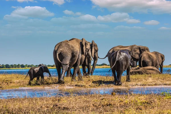 Herd of African elephants crossing shallow river. Watering in the Okavango river. Chobe National Park in Botswana