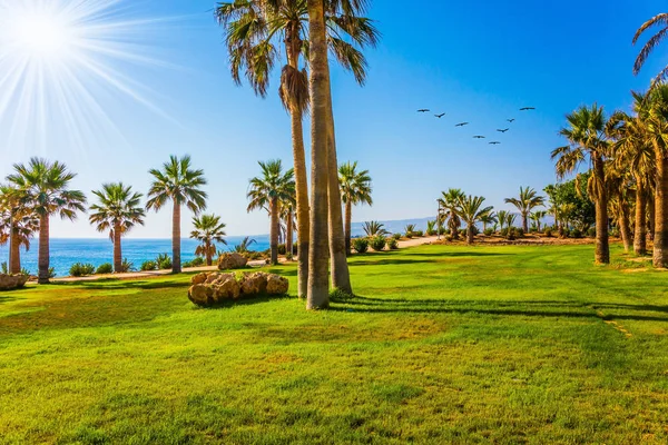 海岛在南地中海 棕榈树和精心打扮的绿色草坪 成群的候鸟飞过海岸 经典海滩假日的概念 — 图库照片