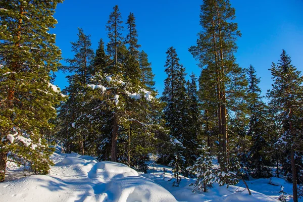 Noel Baba Bir Yolculuk Karla Kaplı Iğne Yapraklı Orman Parlak — Stok fotoğraf