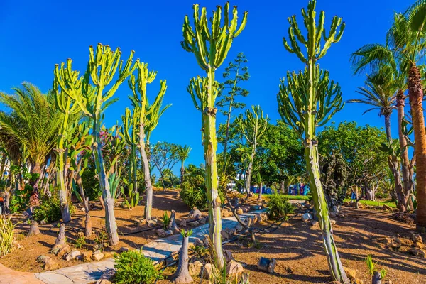 Medelhavet Palm Grove Stranden Vid Havet Begreppet Klassisk Strandsemester — Stockfoto