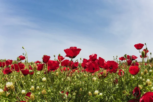 Vorfrühling Israel Beginnt Der Trockene Wind Hamsin Feld Blühender Anemonen — Stockfoto