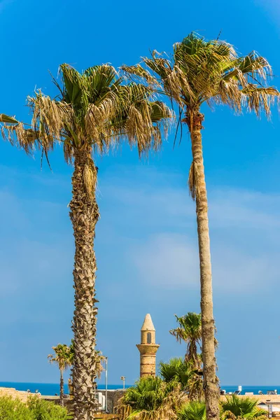 阳光明媚的春天 棕榈树和尖塔 古城和凯撒港的废墟 以色列 考古与历史旅游概念 — 图库照片