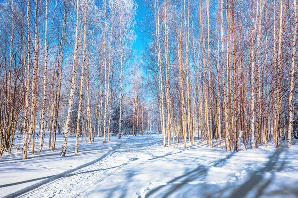 Aire Frío Transparente Del Bosque Brillante Día Helado Invierno Camino — Foto de Stock