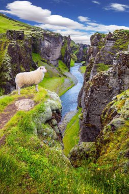 İzlanda Tundra Temmuz ayında. Beyaz koyun Cliff üzerinde otlatma.