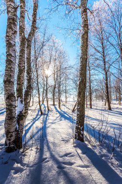 Ormanın saydam soğuk hava. Parlak kış soğuk gün. Kavak Grove karla kaplı Casiye yol. 