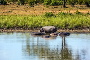 Suaygırları dinlenme ile küçük bir göl. Ünlü Kruger Milli Parkı.