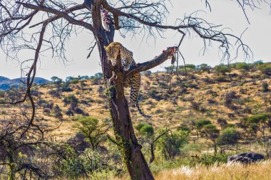 Namibya için seyahat. Leopar besleme. Afrika benekli leopar ağaca tırmanmak. Et parçaları dallarda ortaya koydu. Egzotik ve aşırı Turizm kavramı