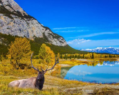 Dallı boynuzları ibrahim kıyı Gölü etrafında bizimkiler yaşar dinlenme asil Kanada geyiği. Rockies Kanada. Ekolojik ve aktif Turizm kavramı.