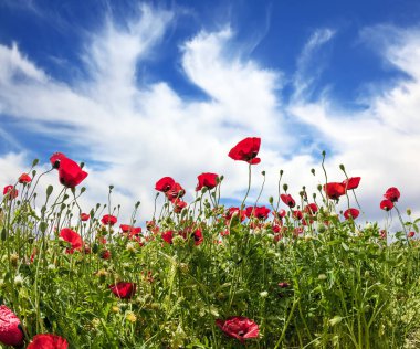 Taze kırmızı haşhaş tarlası. Ekolojik ve kırsal turizm kavramı.