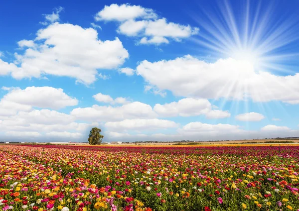 Pole Wiosną Ogród Jaskry Długie Paski Żółte Czerwone Purpurowe Kwiaty — Zdjęcie stockowe