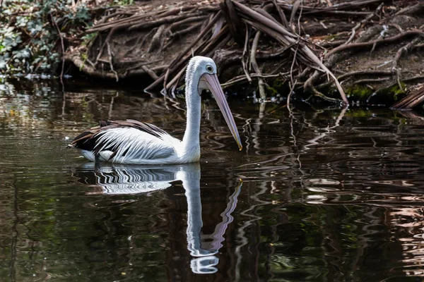 Australien Pelikan Schwimmt Ruhigen Wasser Des Flusses Wald Ökotourismus Konzept — Stockfoto