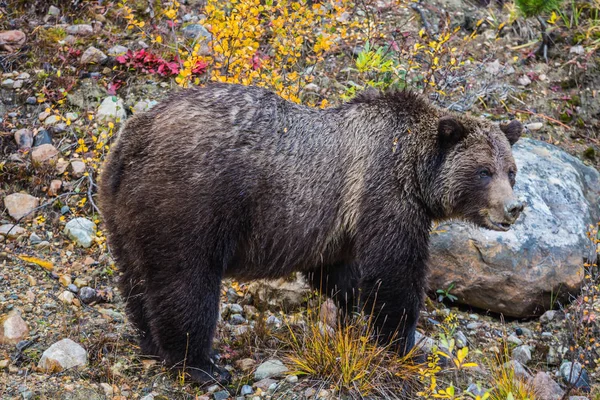 Gran Oso Pardo Encontró Comida Madera Otoño Parque Nacional Jasper —  Fotos de Stock