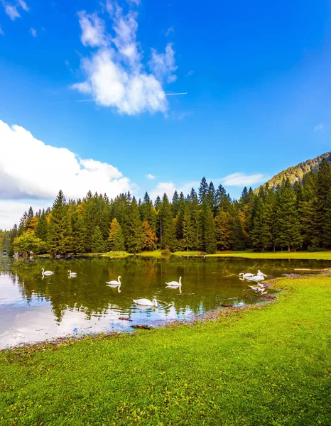 Sjö Norra Italien Lago Fusine Våren Översvämningar Vita Svanar Simmar — Stockfoto