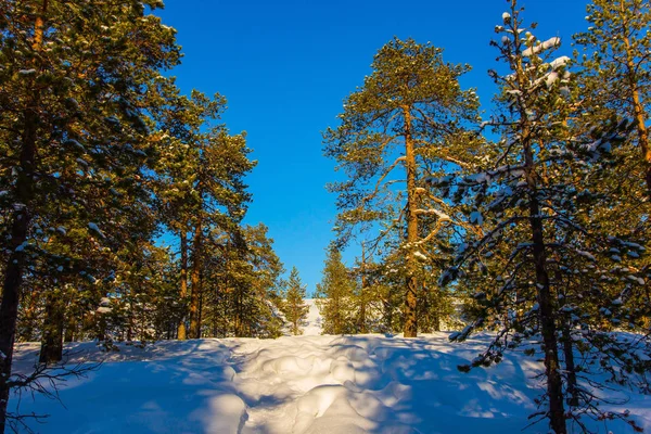 Christmas in Arctic. Lush snow drifting in coniferous forest. Concept of active and ecological tourism