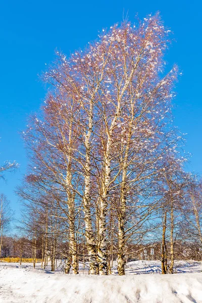 Lapland Parlak Kış Soğuk Günde Karda Titrek Kavak Grove Uzun — Stok fotoğraf