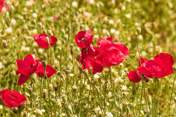 Feld Mit Frischen Roten Mohnblumen Konzept Des Ökologischen Und Ländlichen — Stockfoto