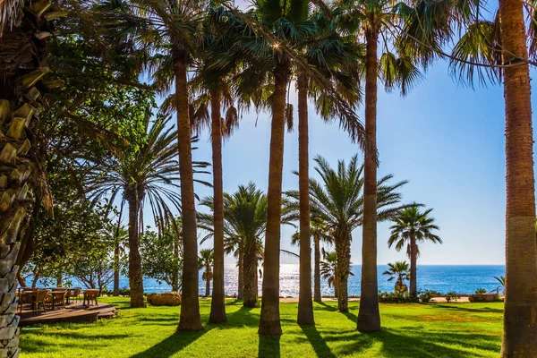 Tramonto Sul Mar Mediterraneo Palme Pittoresche Sulla Spiaggia Concetto Vacanza — Foto Stock