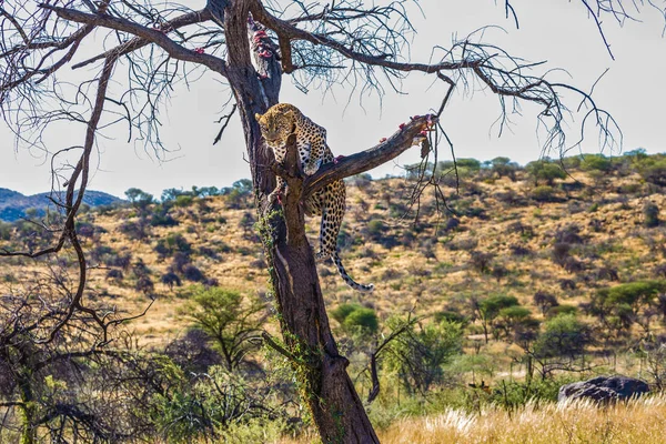 Reizen Naar Namibië Luipaard Voeden Afrikaanse Gevlekte Luipaard Boom Klimmen — Stockfoto
