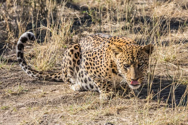 Groot Roofdier Wilde Savanne Afrikaanse Gevlekte Luipaard Likken Voeding Reizen — Stockfoto