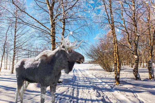 Reise Zum Weihnachtsmann Prachtvoller Elch Auf Der Skistraße Schneebedeckten Espenhain — Stockfoto