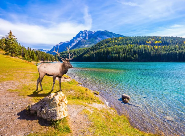 Noble deer with branched horns resting at lake. Picturesque lake with emerald water in Rocky Mountains. The concept of ecological and active tourism