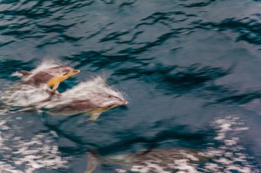 Fiyort Milford ses. Yunuslar sürüsü dalgalar halinde atlama gemi, eşlik eder. Hayattaki en iyi yolculuk. Aktif ve ekolojik turizm kavramı