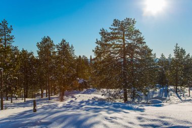  Parlak kış soğuk gün. Ormanın saydam soğuk hava. Noel Arctic. Aktif ve ekolojik turizm kavramı