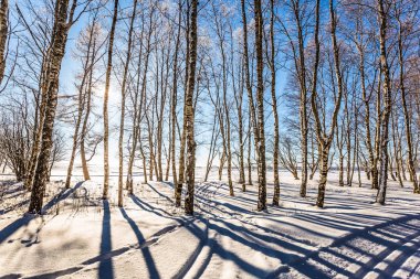 Soğuk kuzey ufukta güneştir. Peri masalı bir yolculuk. Huş Arctic koruda. Aşırı Turizm kavramı