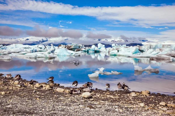 Diverse Oche Pascolo Sulla Costa Della Laguna Alba Illumina Ghiacciaio — Foto Stock