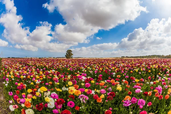 Enorme Campo Flores Brillantes Jardín Buttercups Ranunculus Primavera Israel Las —  Fotos de Stock