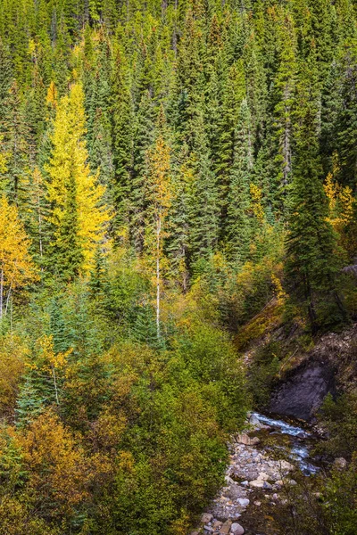 Small Stream Autumn Forest Indian Summer Rocky Mountains Canada — Stock Photo, Image