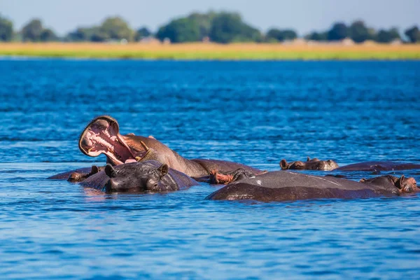 Parque Nacional Chobe Botswana Concepto Turismo Extremo Exótico Delta Del —  Fotos de Stock