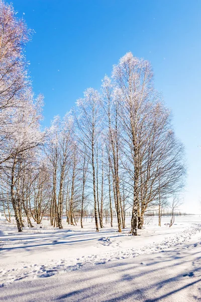 Casiye Yol Içinde Belgili Tanımlık Kar Noel Parke Koruda Ormanın — Stok fotoğraf