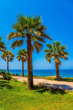 Güney Akdeniz adasında. Uzun boylu ince palmiye ağaçları ve su kuyusu-damat yeşil ot çimler. Bir klasik plaj tatil kavramı