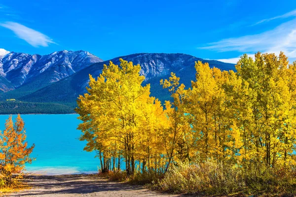 Sunny Autumn Rockies Canada Incredibly Beautiful Abraham Lake Turquoise Water — Stock Photo, Image